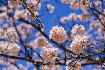 三井寺、美しい満開の桜が咲く風景、滋賀、日本