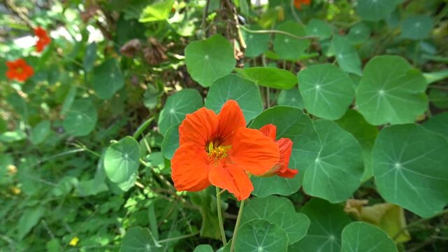 Vibrant Orange Nasturtium in a Lush Green Garden, botanical nature concept