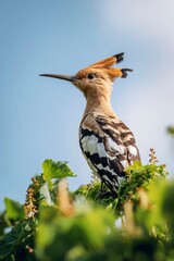 a hoopoe bird sitting on top of a green and lush hop plant, against a blue sky background.