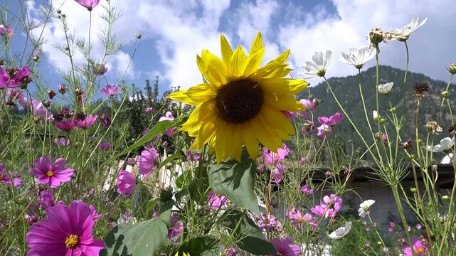 Vibrant Sunflower and Cosmos Flowers in a Sunny Field, spring floral concept