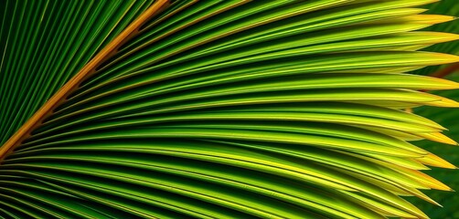 Close-up of vibrant green Chinese fan palm fronds, showing intricate texture,   elegant,   closeup photography