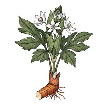 Hand-Drawn Bloodroot &ndash; Sanguinaria canadensis Botanical Illustration