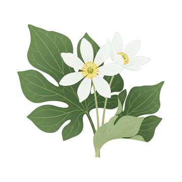 Minimal Botanical Illustration of Sanguinaria canadensis