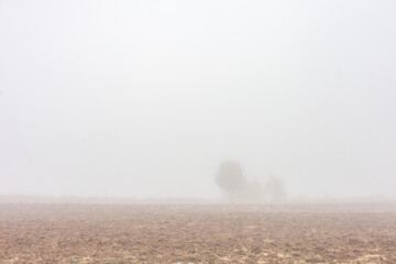 thick white fog on the field