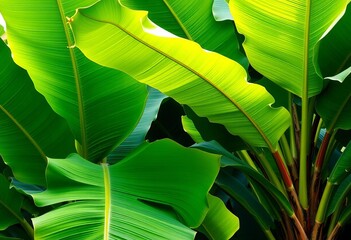 Large vibrant green banana tree leaves, tropical foliage, element, palm