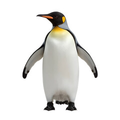 Realistic emperor penguin photo white background wildlife