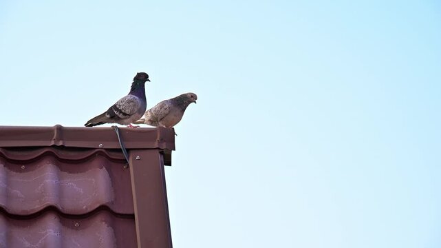 Two pigeons are perched on a roof. The sky is blue and clear. The birds are looking at something in the distance