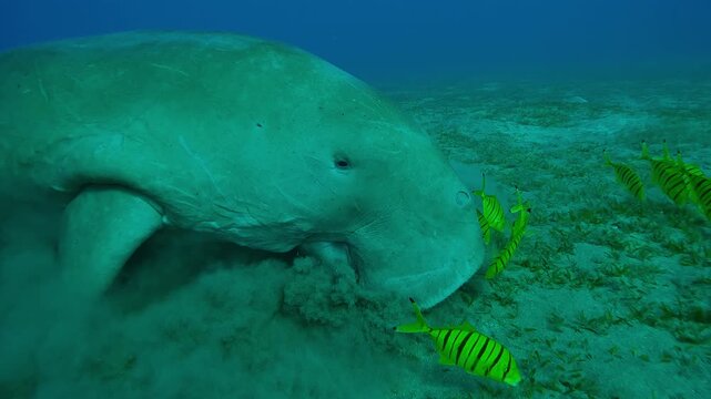 Sea Cow grazing on sandy bottom covered with green sea grass, Slow motion of Sea Cow, Dugong dugon on seabed with shoal of Golden Trevally, Gnathanodon speciosus