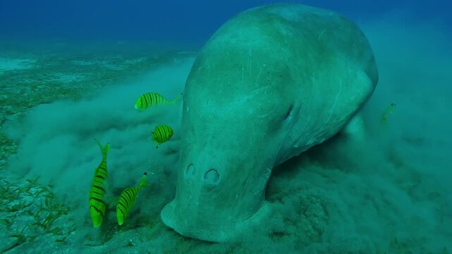 Close-up of Sea Cow accompanied by school of Golden Trevally fish actively fededing seagrass on seabed on turquoise water background, Slow motion of Sea Cow, Dugong dugon