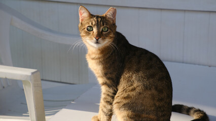 Cute Gray Cat Sitting on Plastic Chair © Sanlad