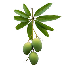 Three ripe mangoes hanging on branch, isolated on transparent background