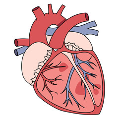 Obraz premium Realistic Cardiac Organ Structure Illustration Icon