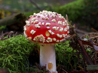 amanita muscaria fly agaric mushroom
