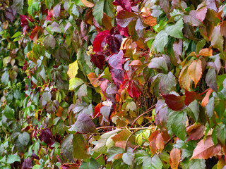 The picture shows the leaves of the five-leafed sucker (Parthenocissus quinquefolia) in autumn.