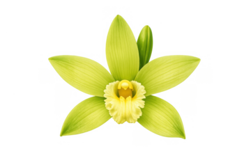 Vanilla orchid flower with green petals and a yellow center blooming, tropical plant, isolated with transparent background