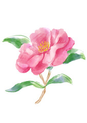 咲き誇るピンクのサザンカの花の手描きの水彩イラスト(透過PNG)