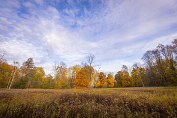 Fototapeta premium Swamp in autumn in East Prussia