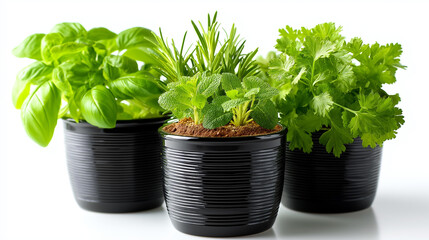 Naklejka premium Herbs in pots on white background for culinary kitchen use, green plants cooking ingredients, fresh seasonings, isolated presentation, with copy space