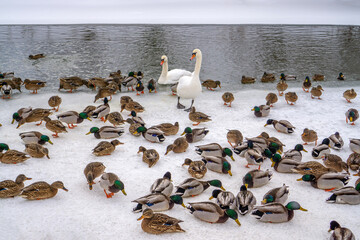 Swans and Ducks Gathering on Frozen Lake in Winter