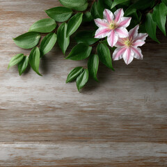 Fototapeta premium Pink clematis flower green leaf wooden background natural floral botanical spring fresh decorative elegant arrangement