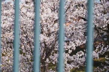 琵琶湖第一疏水、満開の桜が美しい風景、滋賀、日本