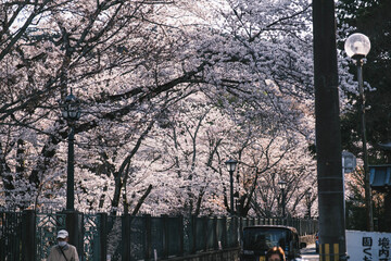 琵琶湖第一疏水、満開の桜が美しい風景、滋賀、日本