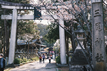 琵琶湖第一疏水、満開の桜が美しい風景、滋賀、日本
