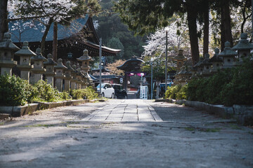 琵琶湖第一疏水、満開の桜が美しい風景、滋賀、日本