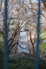 琵琶湖第一疏水、満開の桜が美しい風景、滋賀、日本