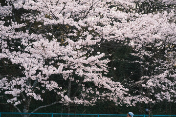琵琶湖第一疏水、満開の桜が美しい風景、滋賀、日本