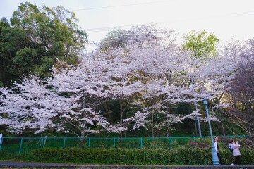 琵琶湖第一疏水、満開の桜が美しい風景、滋賀、日本