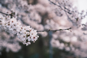 琵琶湖第一疏水、満開の桜が美しい風景、滋賀、日本