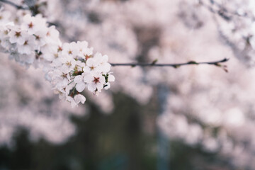 琵琶湖第一疏水、満開の桜が美しい風景、滋賀、日本