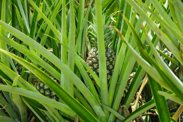 Golden Pineapple Orchard in Hainan - Tropical Fruit Planting Garden