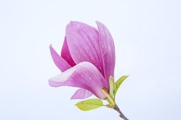 Obraz premium Blooming Pink Magnolia Flower with Dew Drops Outdoor
