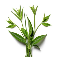 Obraz premium Collection of various green plant stems isolated on a pure white background, showcasing their natural structure, texture, and growth patterns, cutout, simple, botany