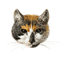 Vintage-style vector illustration of a cat head. Painting, pencil sketch.