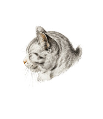Vintage-style vector illustration of a cat head. Painting, pencil sketch.