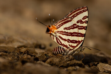 Obraz premium Closeup of silverline butterfly puddling behavior. A naturally composed wildlife visual shows a Himalayan butterfly species, the long-banded silverline, puddling on forest soil during a summer day.