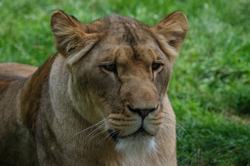 Obraz premium Lioness Resting on Green Grass