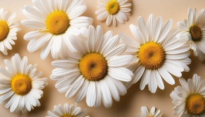Obraz premium Overhead Shot Of White Daisies With Yellow Centers Scattered On A Light Beige Surface