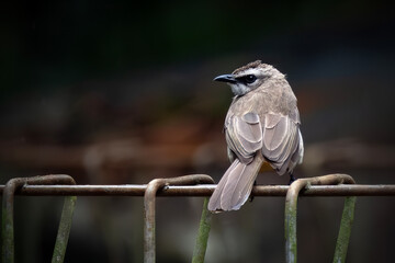 Yellow vented Bulbul