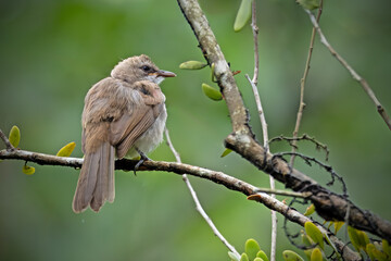 Yellow vented Bulbul