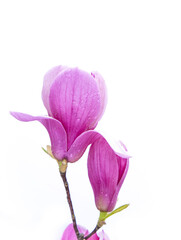Fresh Magenta Magnolia Blooms with Water Droplets