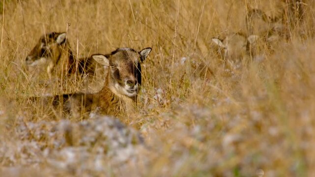 Close-up of female mouflon resting in tall grass and ruminating