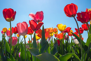 back lighted tulip field with red and yellow blossoms in april
