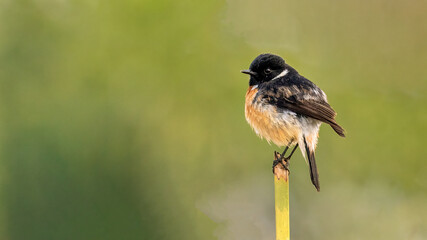 A beautiful breeding male Siberian Stonechat (Saxicola maurus) perched in a grassland at Gajoldoba, West Bengal, India