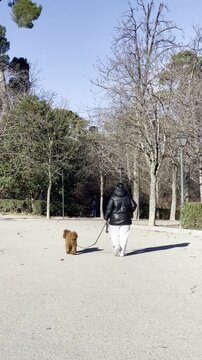 mujer con perro dando una vuelta por parque entre &aacute;rboles
