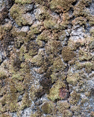 Obraz premium Tree bark texture with green moss growing