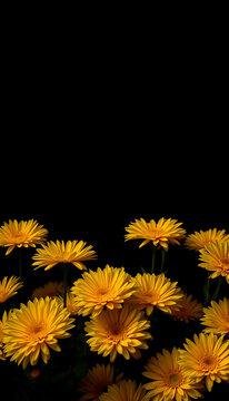 Yellow Daisy Flowers with Black Background